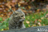 Wilde kat (Felis silvestris) 