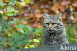 Wilde kat (Felis silvestris) 
