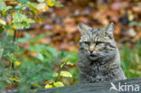 Wilde kat (Felis silvestris) 