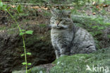 Wilde kat (Felis silvestris) 