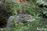 Wilde kat (Felis silvestris) 