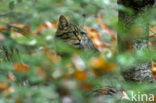 Wilde kat (Felis silvestris) 