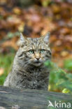 Wilde kat (Felis silvestris) 