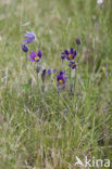 Pasqueflower (Pulsatilla vulgaris)