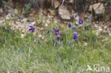 Pasqueflower (Pulsatilla vulgaris)