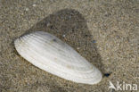 Witte boormossel (Barnea candida)