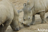 white Rhinoceros