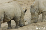 white Rhinoceros