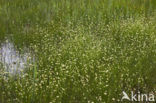 Witte snavelbies (Rhynchospora alba) 