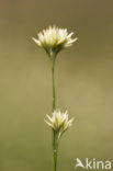 Witte snavelbies (Rhynchospora alba) 