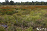 Witte snavelbies (Rhynchospora alba) 