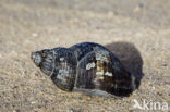 Whelk (Buccinum spec.)
