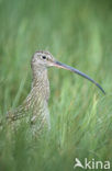 Eurasian Curlew (Numenius arquata) 