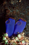 Sea squirt (Ascidia spec)