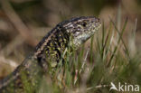 Zandhagedis (Lacerta agilis) 