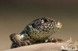 Sand Lizard (Lacerta agilis)