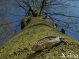 Sand Lizard (Lacerta agilis)