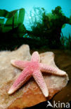 starfish (Asterias spec)