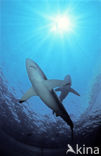 Silky shark (Carcharhinus falciformis)
