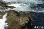 Zilvermeeuw (Larus argentatus)