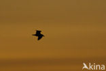 Herring Gull (Larus argentatus)