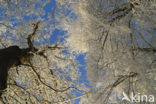Common Oak