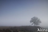 Common Oak