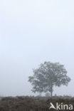 Common Oak