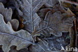 Common Oak
