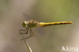 Southern Darter (Sympetrum meridionale)