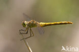 Zuidelijke heidelibel (Sympetrum meridionale)