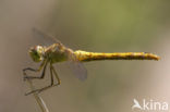 Southern Darter (Sympetrum meridionale)