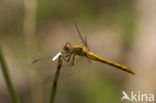 Southern Darter (Sympetrum meridionale)