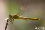 Zuidelijke heidelibel (Sympetrum meridionale)