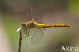 Zuidelijke heidelibel (Sympetrum meridionale)