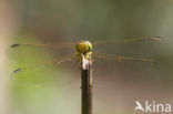 Zuidelijke heidelibel (Sympetrum meridionale)