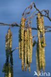 black alder (Alnus glutinosa)