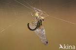 Zwarte heidelibel (Sympetrum danae)