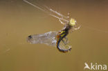 Zwarte heidelibel (Sympetrum danae)