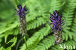 Black Rampion (Phyteuma nigrum)