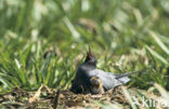 Zwarte Stern (Chlidonias niger) 