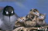 Black Tern (Chlidonias niger)