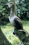 Aalscholver (Phalacrocorax carbo)