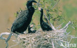 Aalscholver (Phalacrocorax carbo)