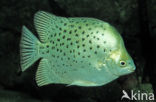 Argusvis (Scatophagus argus)