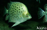 Argusvis (Scatophagus argus)