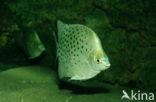 Argusvis (Scatophagus argus)