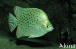 Argusvis (Scatophagus argus)