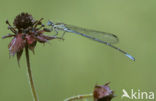 Azuurwaterjuffer (Coenagrion puella)