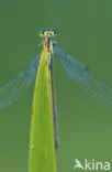 Azuurwaterjuffer (Coenagrion puella)
